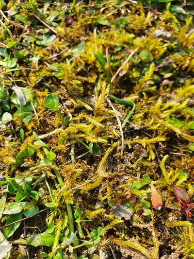 Brachythecium mildeanum, photographed by Jonathan Hughes