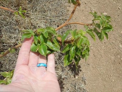 Jatropha gossypiifolia, photographed by Natalie Waddell-Rutter