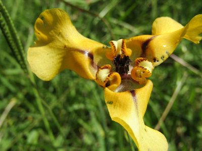 Cypella herbertii, photographed by Alan demian benadia