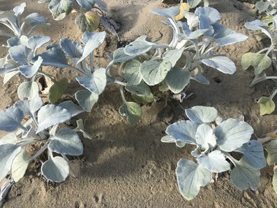 Arctotheca populifolia, photographed by Andrew Gillespie