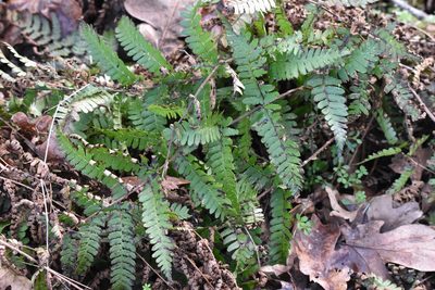 Dryopteris arguta, photographed by Braden J. Judson