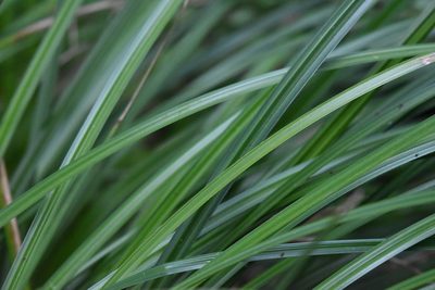 Carex obnupta, photographed by Braden J. Judson