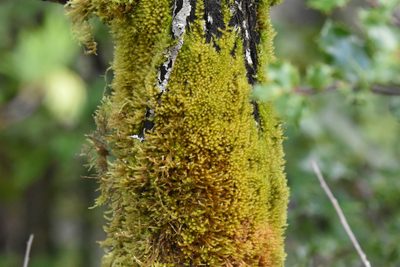 Homalothecium fulgescens, photographed by Braden J. Judson