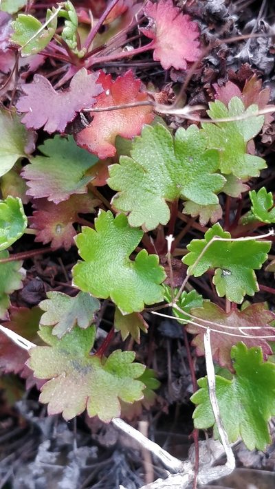Saxifraga maderensis, photographed by Vítor Jorge