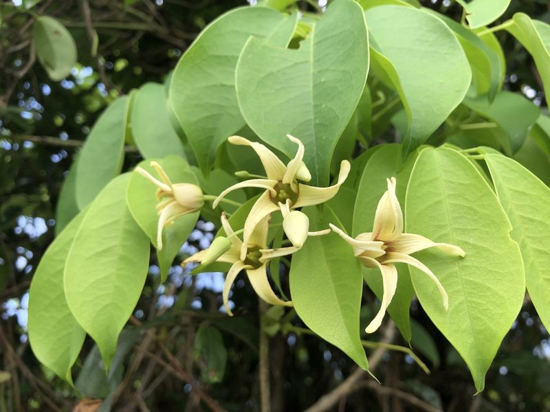 Stauntonia obovatifoliola, photographed by 黃美滿