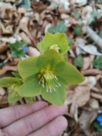 Helleborus odorus, photographed by Ljaž