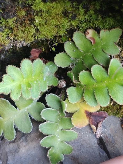 Asplenium lolegnamense, photographed by Vítor Jorge