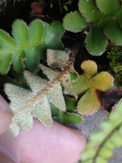 Asplenium lolegnamense, photographed by Vítor Jorge