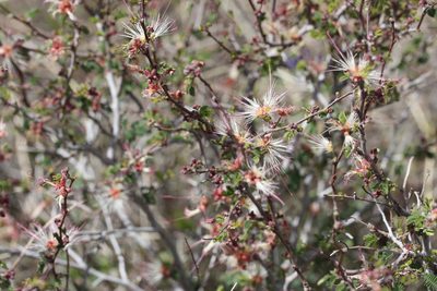 Calliandra eriophylla, photographed by Andrew Meeds