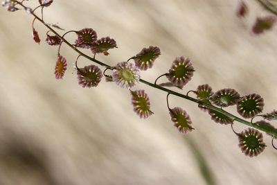 Thysanocarpus curvipes, photographed by Andrew Meeds