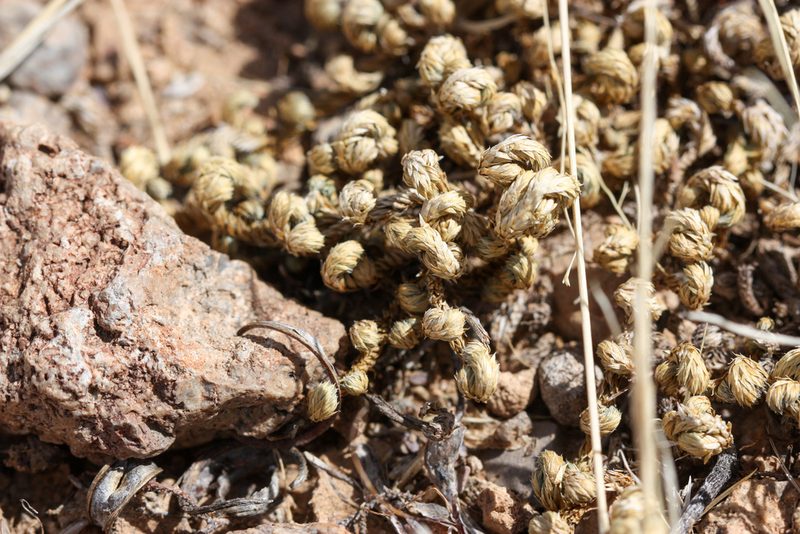 Selaginella arizonica, photographed by Andrew Meeds