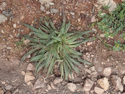Plantago serraria, photographed by Daniel Cahen