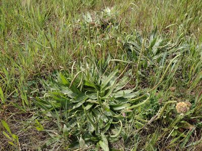 Plantago serraria, photographed by Daniel Cahen