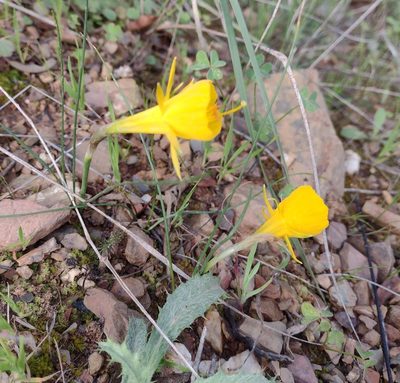 Narcissus bulbocodium, photographed by Daniel Cahen