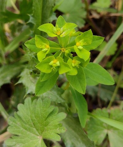 Euphorbia pterococca, photographed by Daniel Cahen