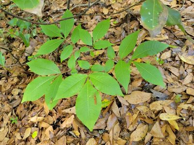 Carya glabra, photographed by Michelle Sevcovas