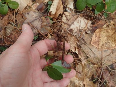 Hypopitys monotropa, photographed by Lynn Harper