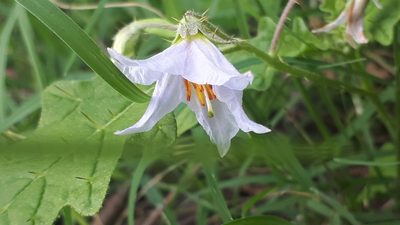 Solanum juvenale, photographed by Lalys