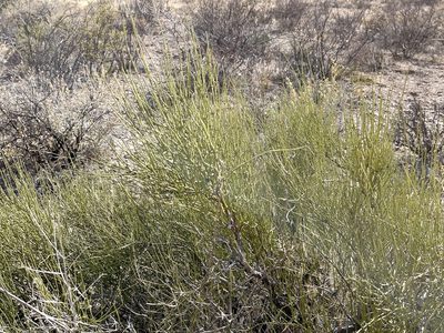 Ephedra trifurca, photographed by CK2AZ