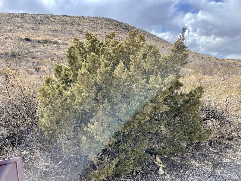 Juniperus pinchotii, photographed by CK2AZ