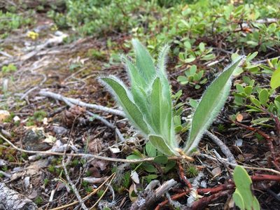 Hieracium scouleri, photographed by Jeffrey Lee (he/him/his)