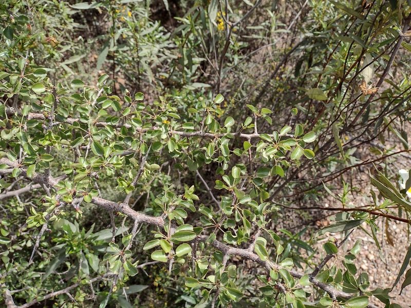 Pyrus bourgaeana, photographed by Daniel Cahen