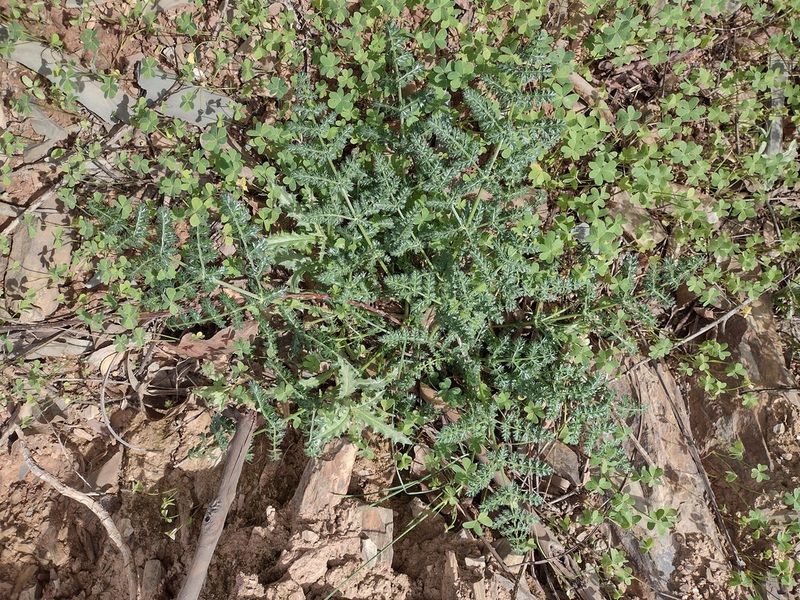 Thapsia gummifera, photographed by Daniel Cahen