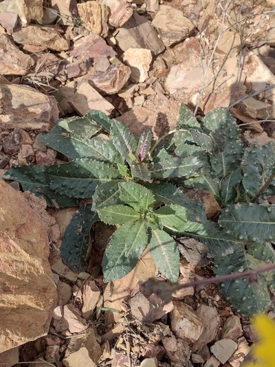 Helminthotheca spinosa, photographed by Daniel Cahen
