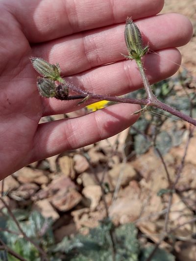 Helminthotheca spinosa, photographed by Daniel Cahen