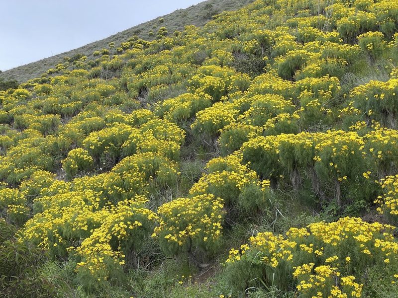 Coreopsis gigantea, photographed by Dee Shea Himes