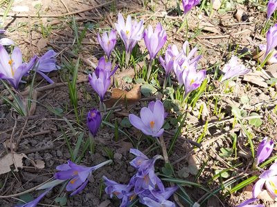 Crocus heuffelianus, photographed by Tomas Pocius