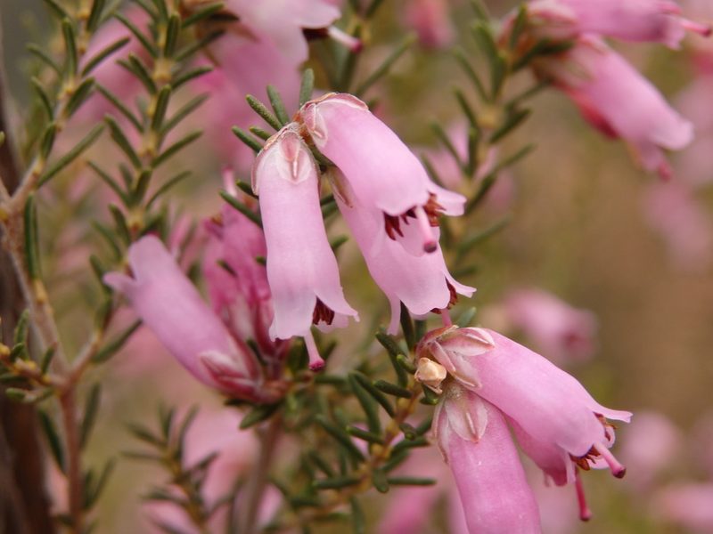 Erica australis, photographed by Carminda Santos