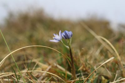 Scilla verna, photographed by Bastien Alegot