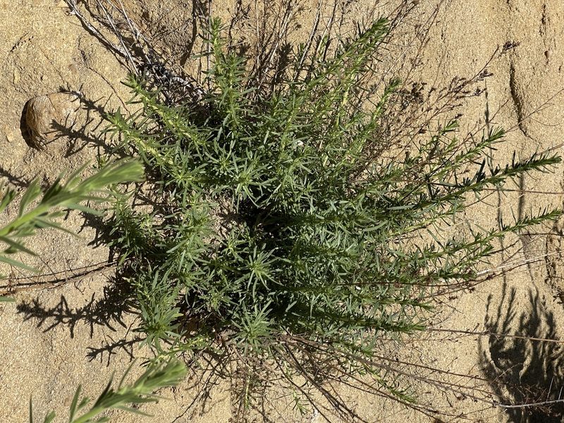 Deinandra minthornii, photographed by Dee Shea Himes