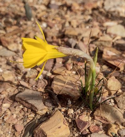 Narcissus obesus, photographed by Daniel Cahen