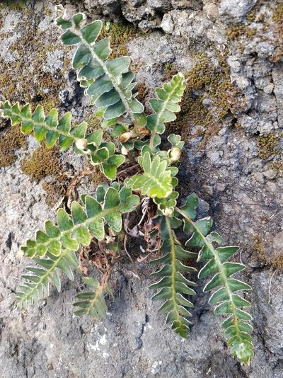 Asplenium lolegnamense, photographed by Vítor Jorge