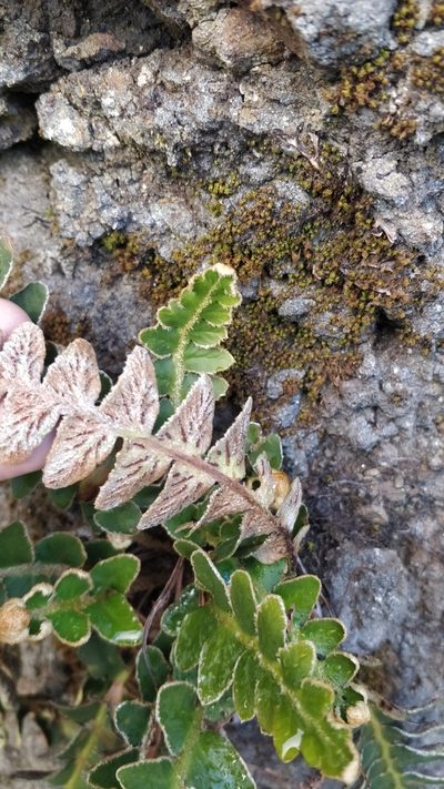 Asplenium lolegnamense, photographed by Vítor Jorge