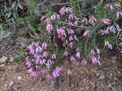 Erica australis, photographed by Daniel Cahen