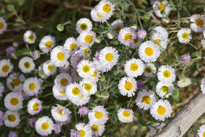 Erigeron divergens, photographed by Andrew Meeds