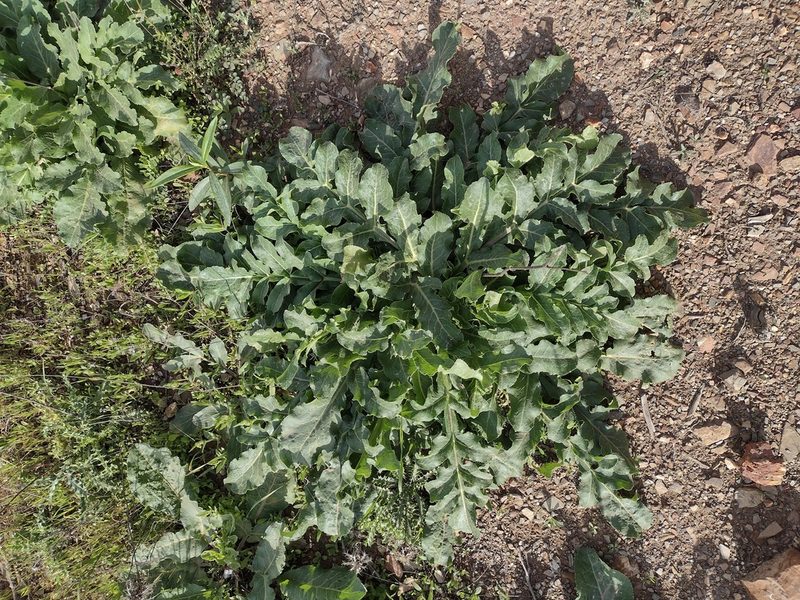 Magydaris panacifolia, photographed by Daniel Cahen