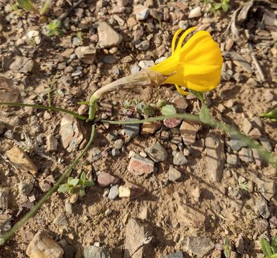 Narcissus obesus, photographed by Daniel Cahen