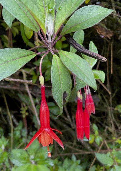 Fuchsia ampliata, photographed by Nancy Overholtz