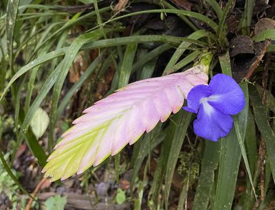 Wallisia cyanea, photographed by Nancy Overholtz