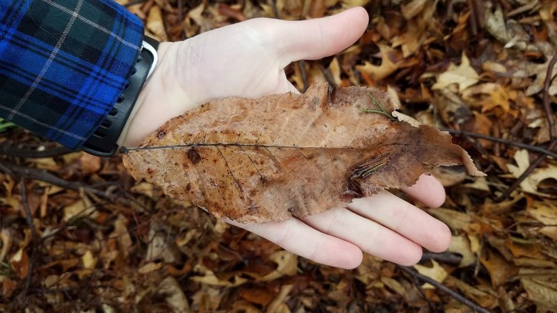 Ulmus rubra, photographed by Eric Schmidt