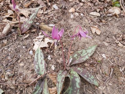 Erythronium dens-canis, photographed by Tomas Pocius