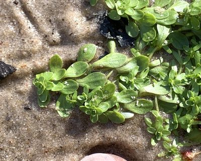 Callitriche heterophylla