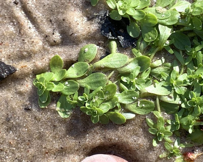 Callitriche heterophylla, photographed by Northcut