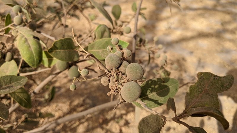 Boscia senegalensis, photographed by Philipp