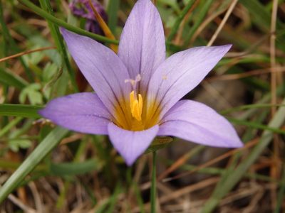 Romulea bulbocodium, photographed by Carminda Santos