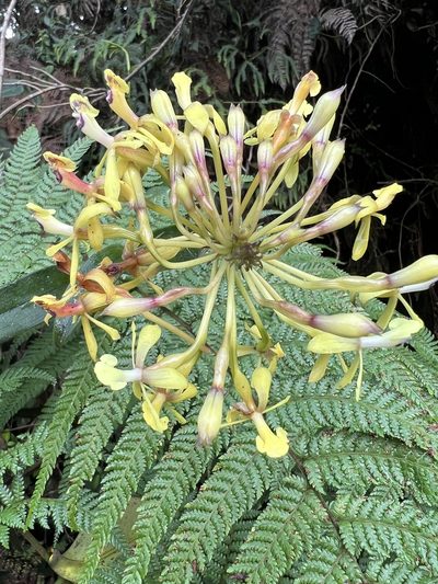Epidendrum scytocladium, photographed by Nicolás Baresch Uribe